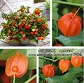 Physalis alkekengi